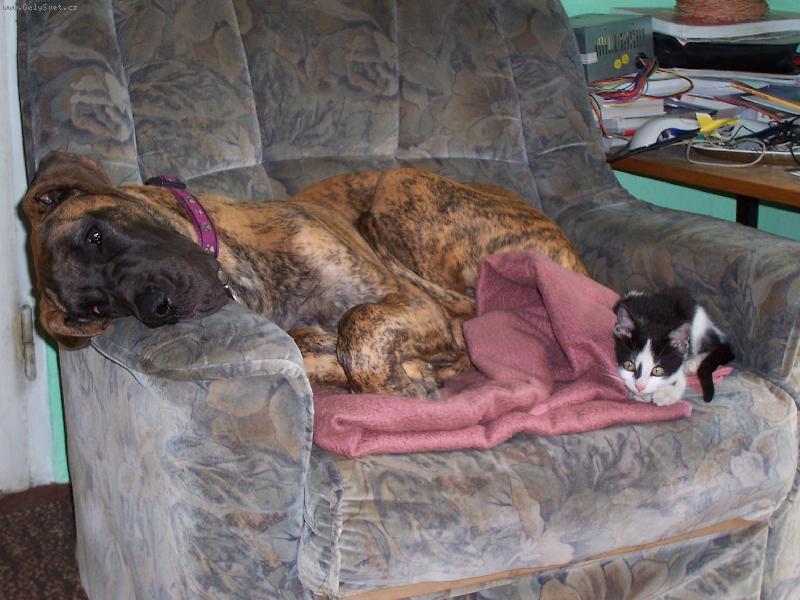 Foto: Doga a kotě-Takhle odpočívalo naše kotě a Fanynka