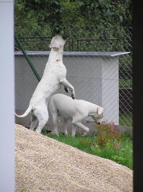 Foto: Arina Blansky les-trhani svestek