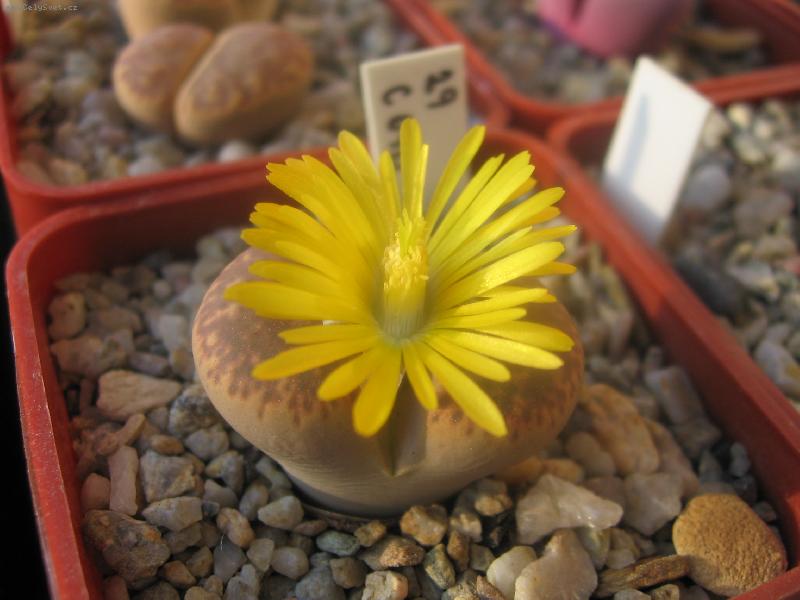 Foto: kvetoucí Lithops