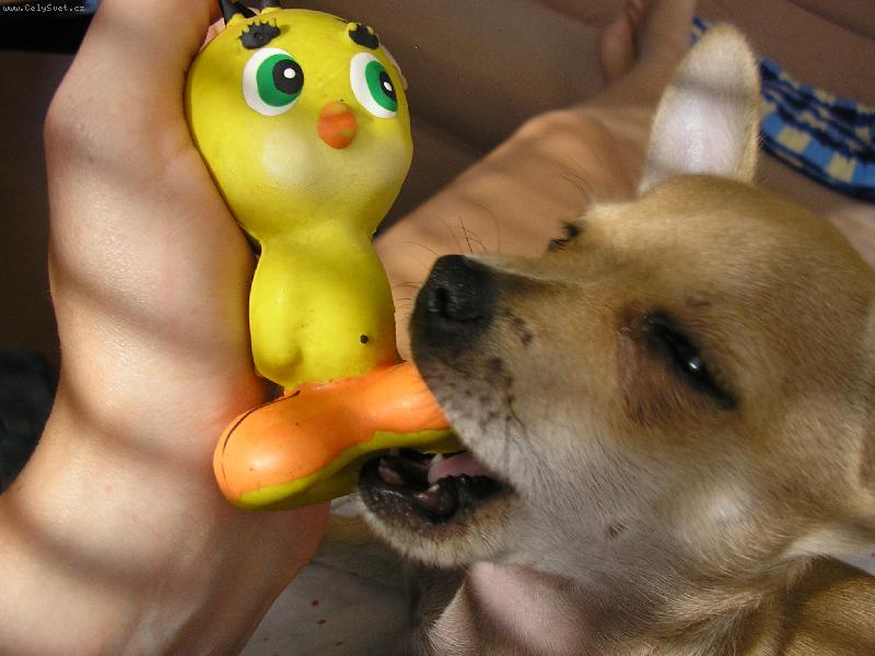 Foto: Denny a nejoblíbenější hračka