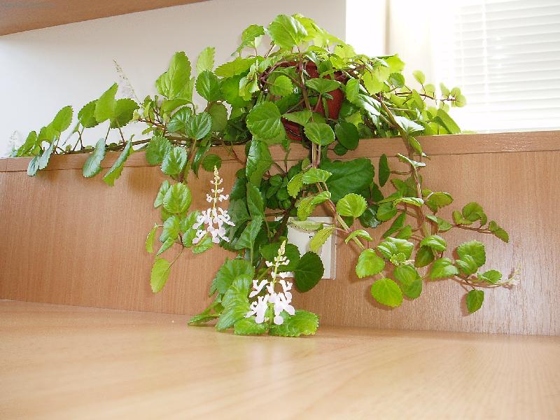 Foto: Plektrantus - celá rostlina-Plektrantus - celá rostlina