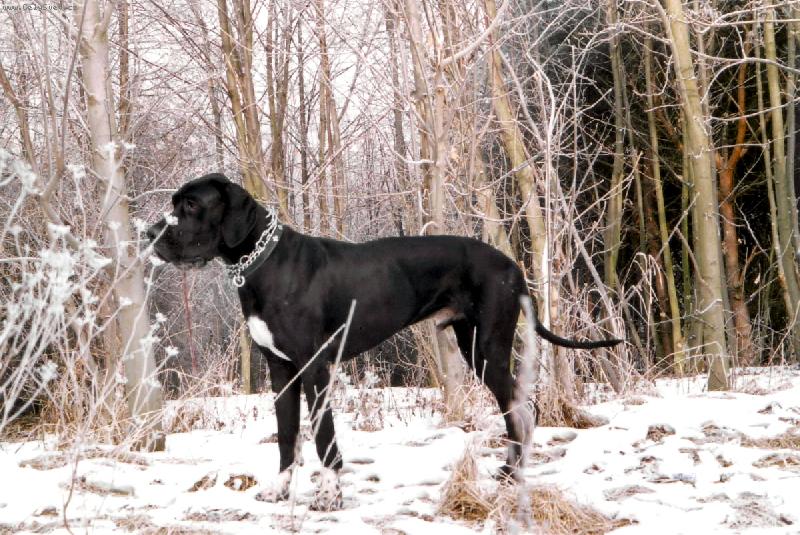 Foto: Dante Český Sirius