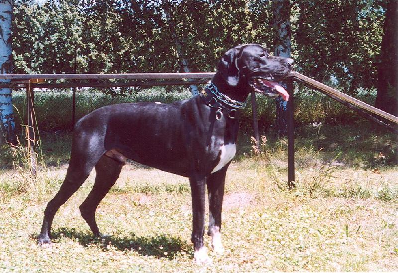 Foto: Dante Český Sirius