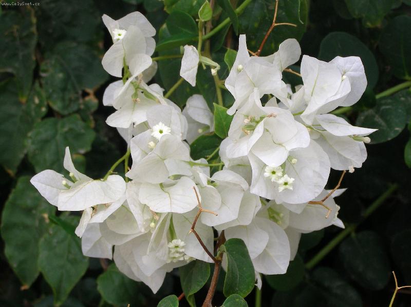 Foto: Bugénvilea bílá