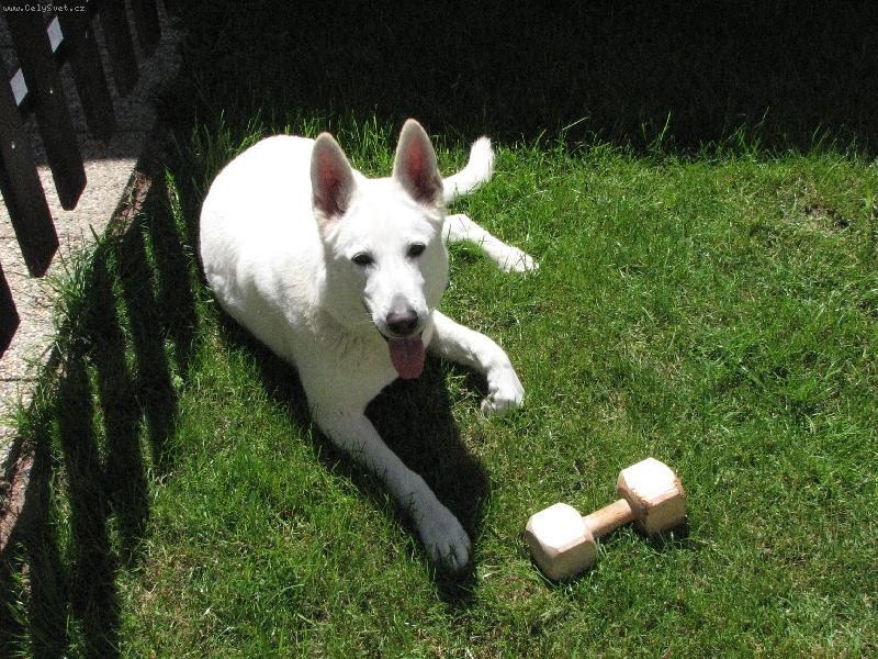 Foto: Arlin Belisima Cembra-Pojďte si hrát..