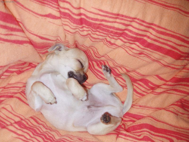 Foto: Sammy spinká:)-..chrrrr...