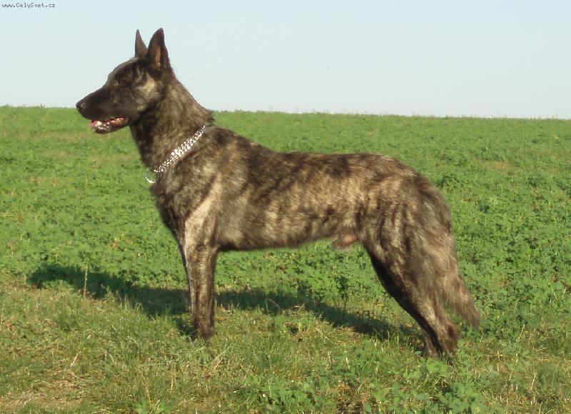 Foto: Bonremo Tazmánský tygr