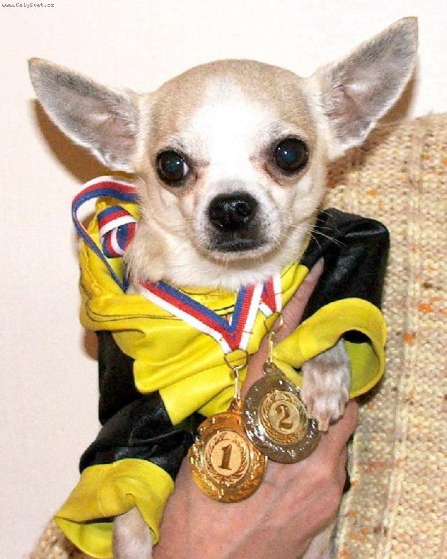 Foto: čivava vítězí-medajle z agility