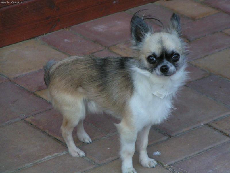 Foto: Elf Balek z Rokytnice-Na dovolené