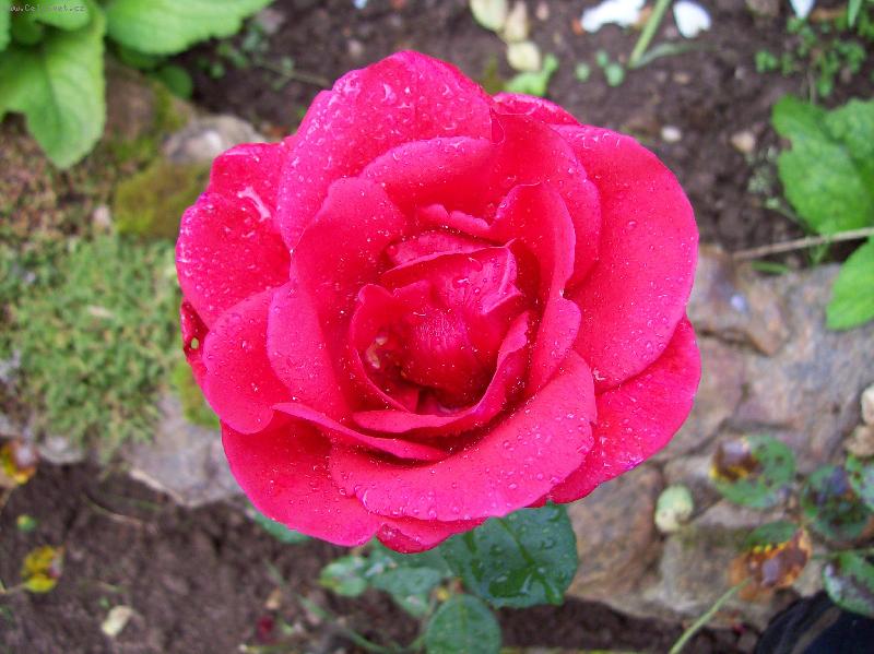 Foto: Růže...