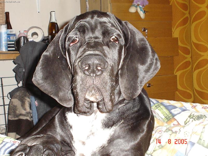 Foto: Cyrillius Regia Uttis-Cyrillius Regia Uttis 4měs.