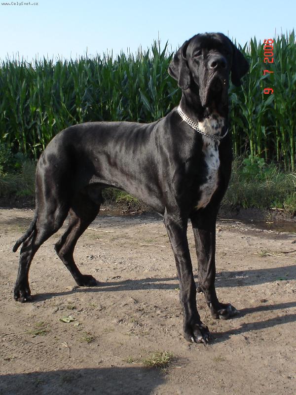 Foto: Cyrillius Regia Uttis-Cyrillius Regia Uttis 15měs.