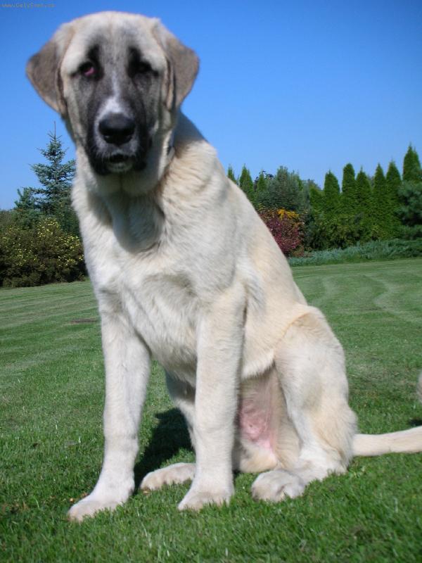 Foto: Adam Johnsdorf-Adam na poli, štěně 6 měsíců