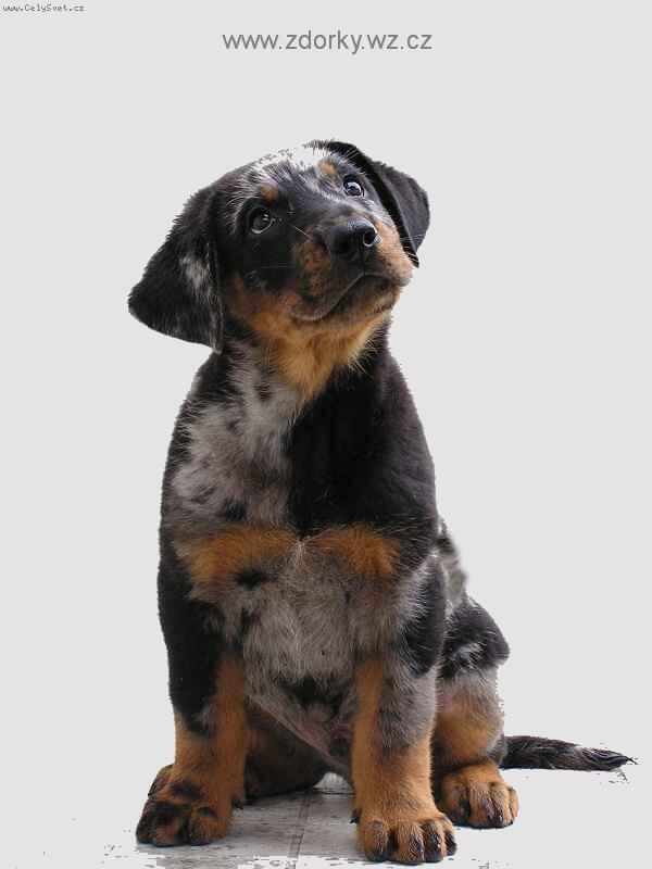 Foto: Beauceron harlekýn