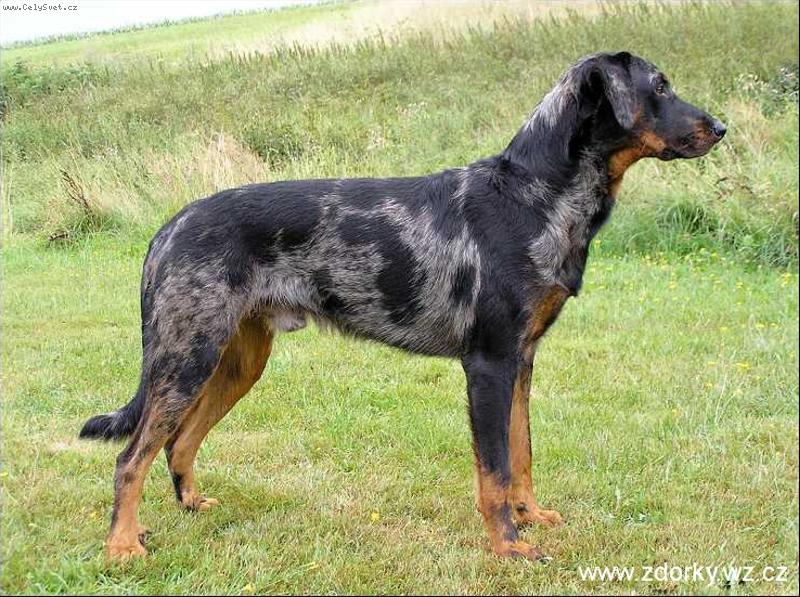 Foto: Beauceron harlekýn