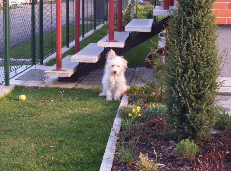 Foto: Šmudlíček jako malé štěňátko