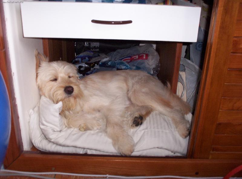 Foto: Šmudla - skříňový požitkář