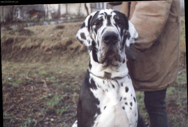 Foto: CH Dracula Uttis-Dracula Uttis