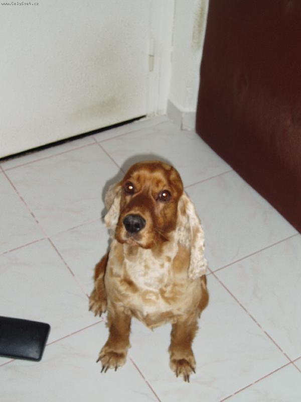 Foto: Naše Venduška-..byla zrovna u holiče,akorát drápky jí zapomněli zastřihnout..:D