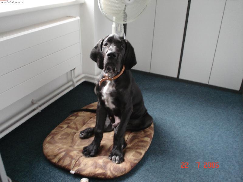 Foto: Cyrillius Regia Uttis - 3,5 měs.