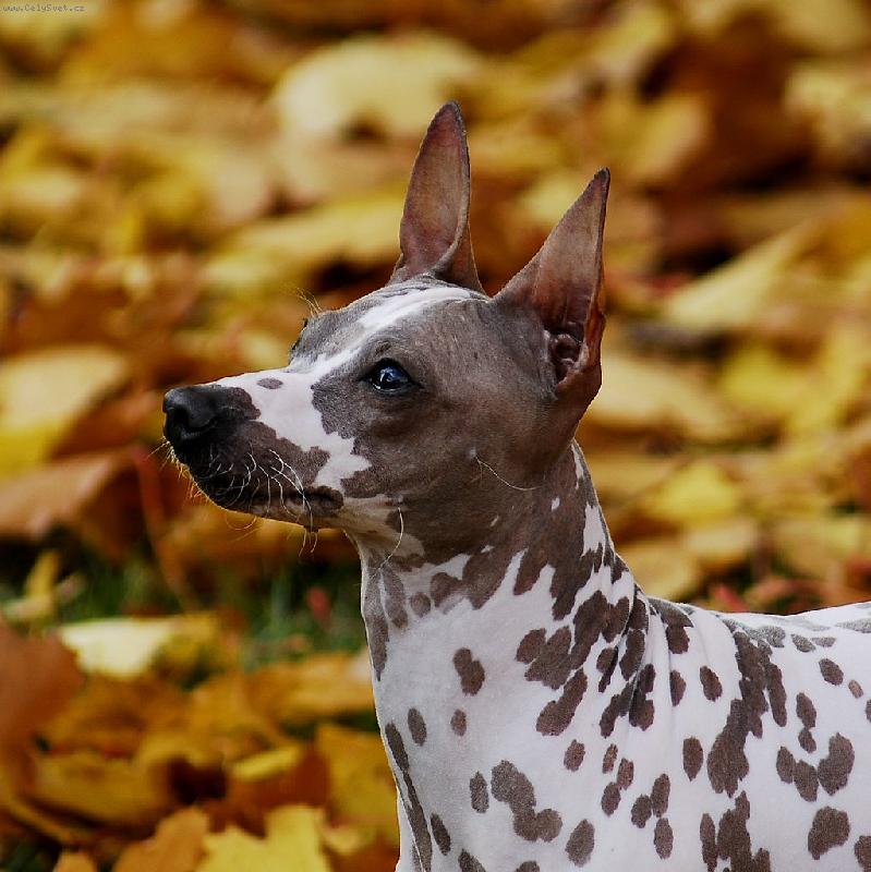 Foto: Bětuška-JCH. HORIZON VICTORIA SECRET