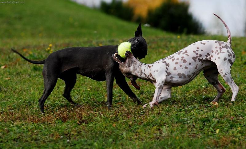 Foto: Kamilka a Bětuška