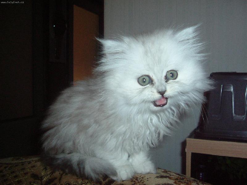 Foto: naši mazlíčci-kočičí miminko...pořádná roštanda :)