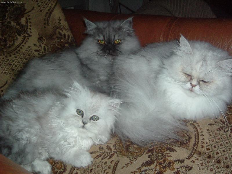 Foto: Naši mazlíčci-celá rodinka :)