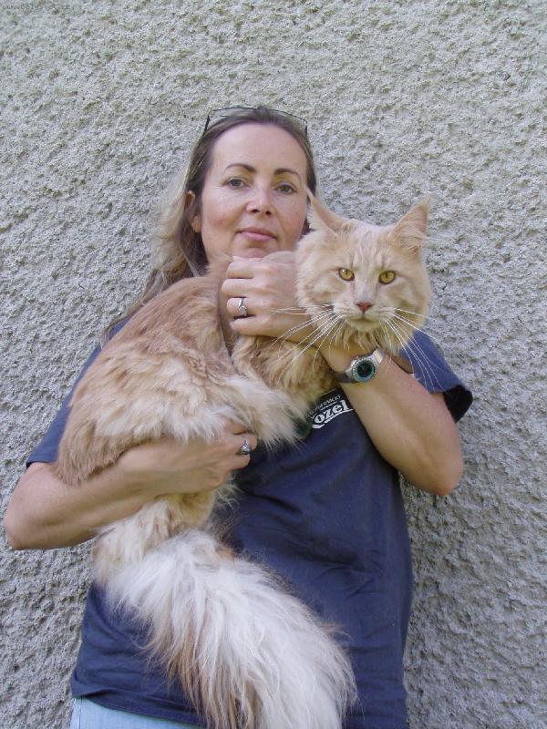 Foto: Mainský mývalí kocour Baileys-Je veliký...