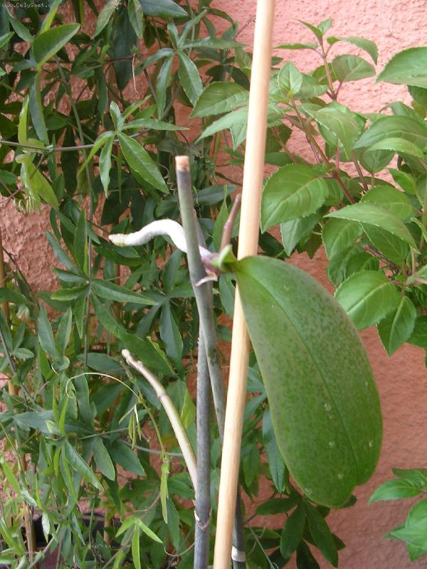 Foto: nová rostlina