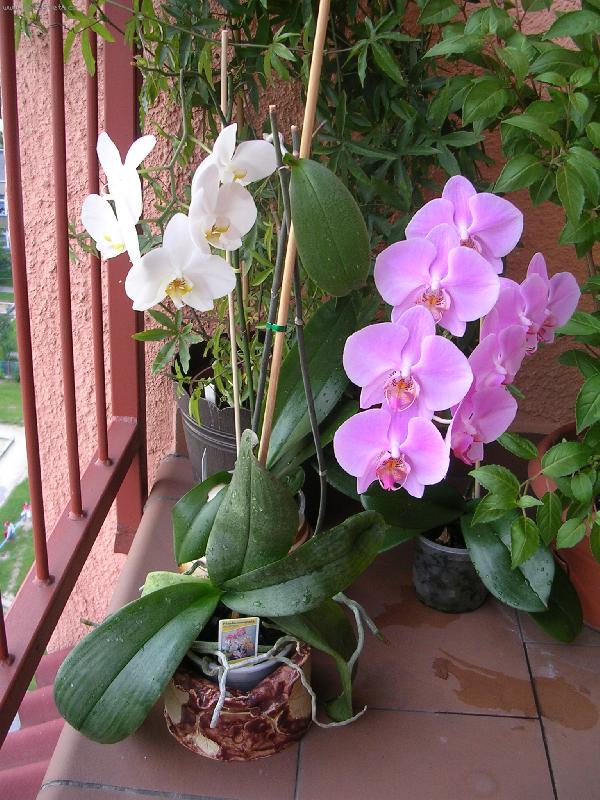 Foto: květ i odnož