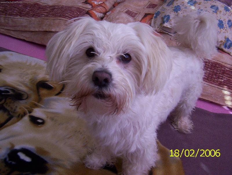 Foto: Maxíček-Zrovna vykoupany...