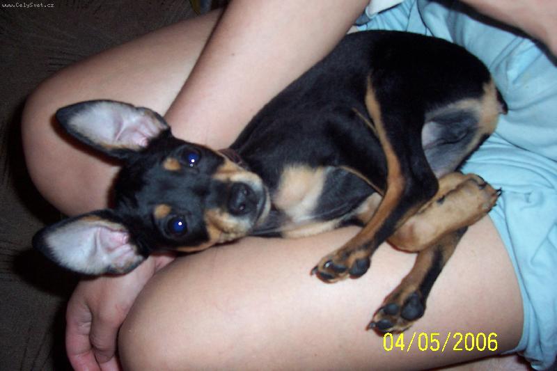 Foto: Trpasličí pinč Daneček