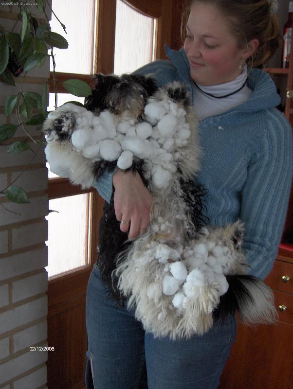 Foto: Orlando z Ivafre-sněhulák