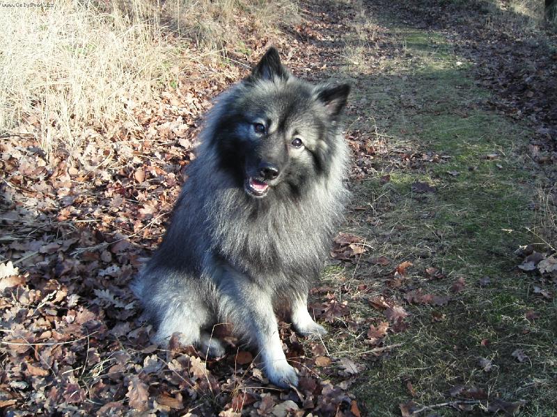 Foto: Vlčí pic-Ben