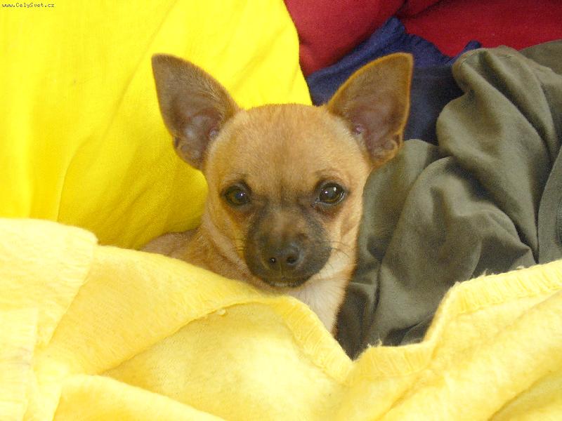 Foto: V pelíšku-Zima je tu, vybudoval jsem si nový pelíšek