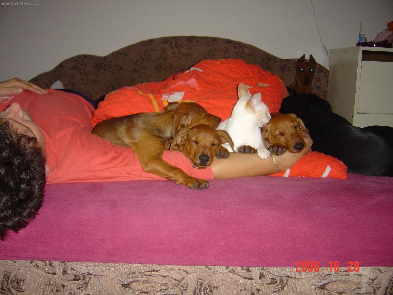 Foto: Pinčové v postýlce!-Ještě umýt a spinkat