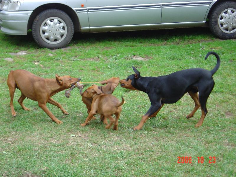 Foto: Vyhraje černý nebo červená?-Mami, přidej, tahej-a vyhrajes
