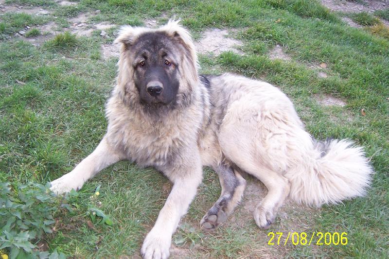 Foto: Kavkazský pastevecký pes-Boy
