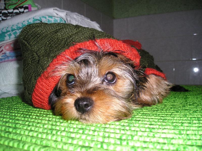 Foto:  Krásný obleček-Miláček