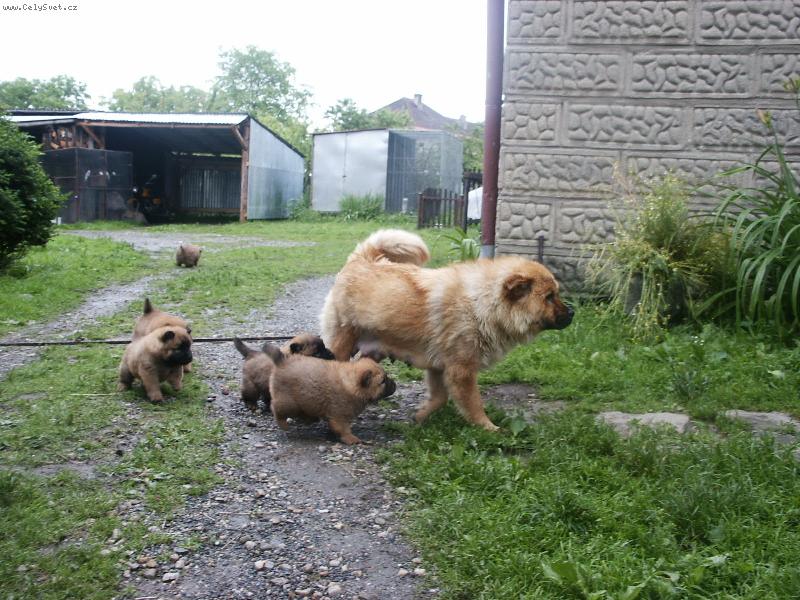 Foto: Rodinka čau-čau