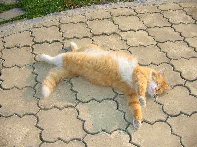 Foto: Selkirk-rex-Náš Selkirk-rex - 1