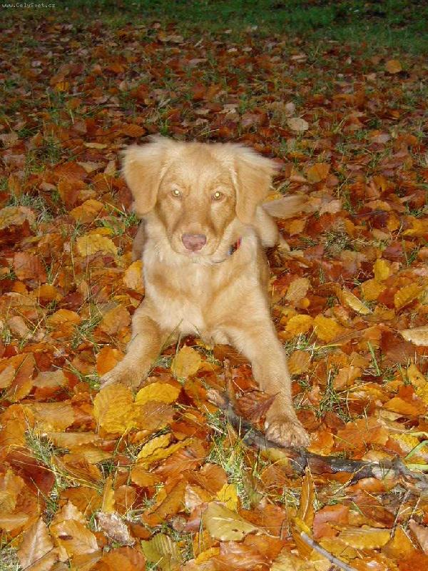 Foto: Baruska-muj milacek