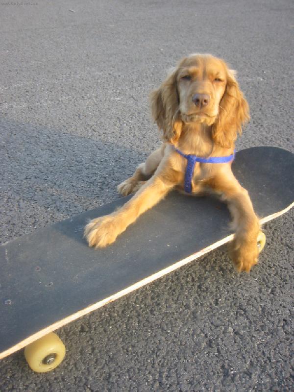 Foto: Nellinečka naše