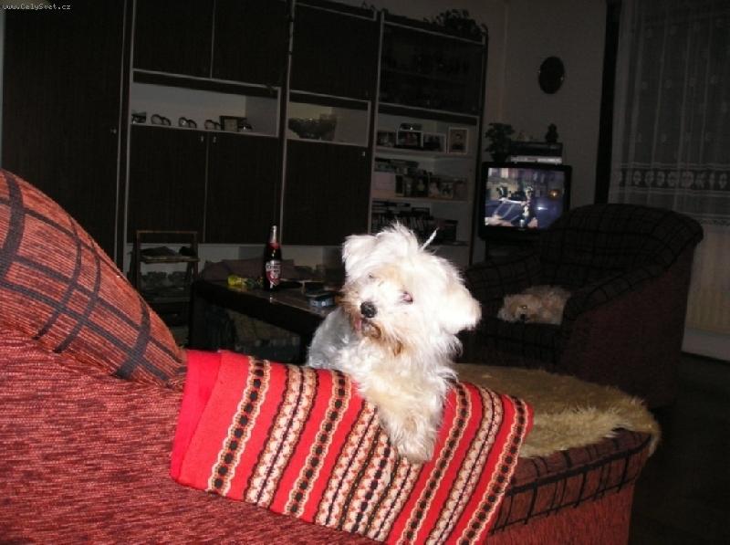 Foto: Gedžit-mam 15 rokov a jeden zub