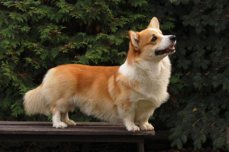 Foto: Darney na stole-Darney Vranovský žleb