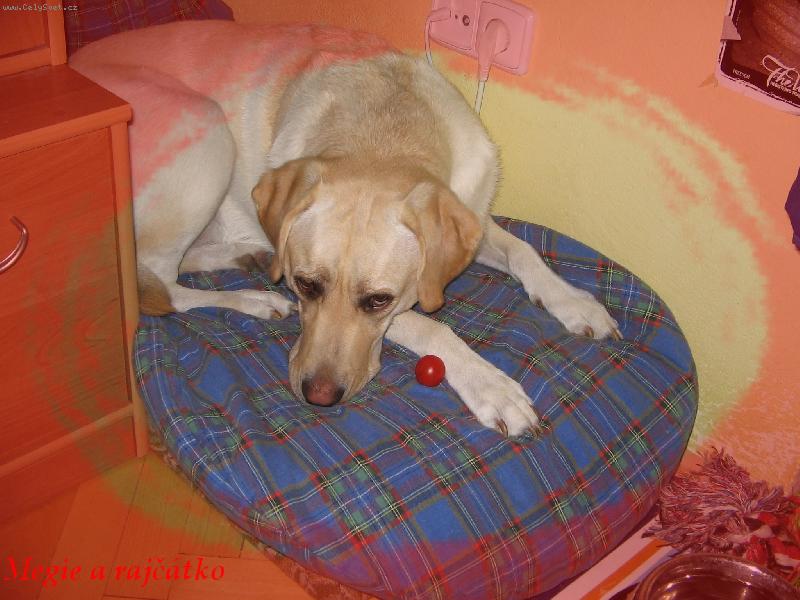 Foto: Rajčátka Megie miluje