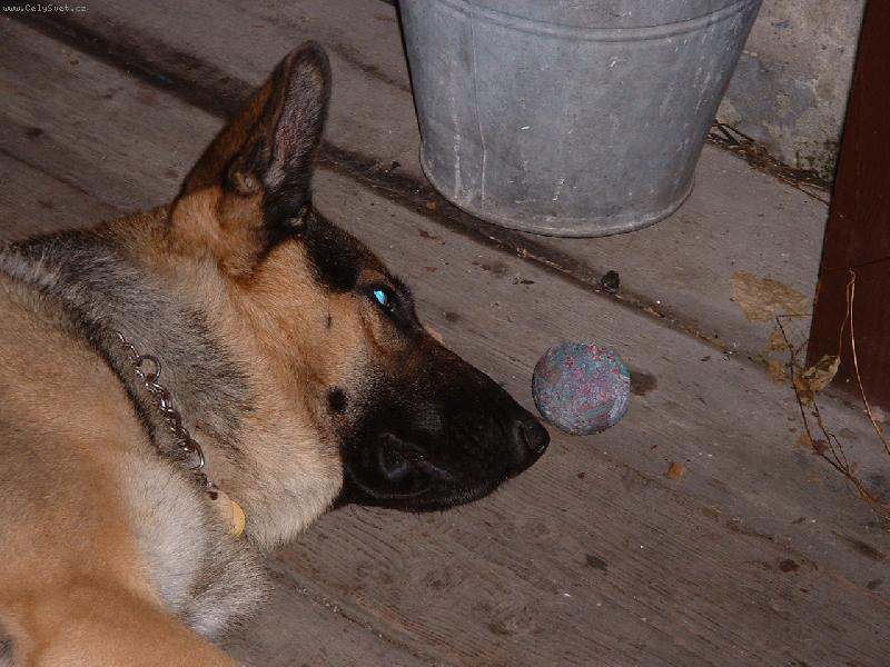 Foto: Badýsek bez PP-Neboj nikomu tě nedám...