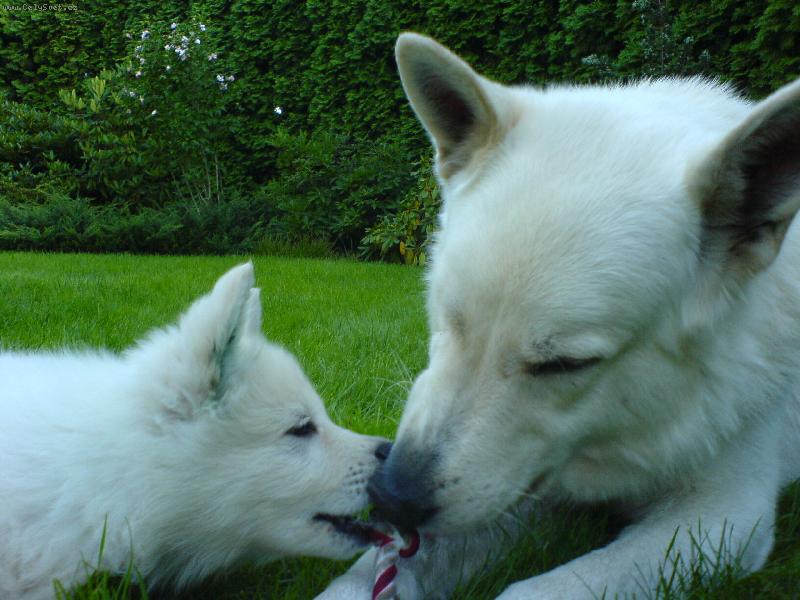 Foto: Bílý výcarský ovčák-Bredy a syn Hakan