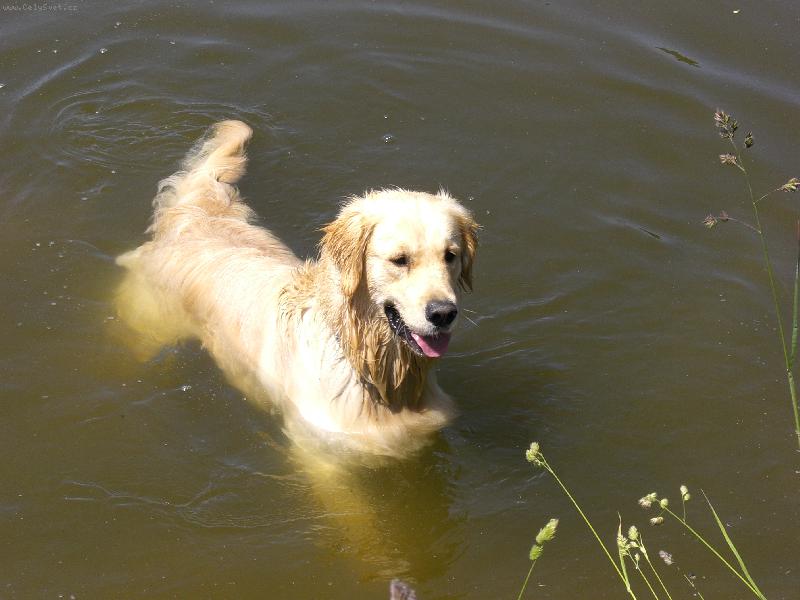 Foto: Plaváček Amíšek:0))-Ten parník už asi jel..........